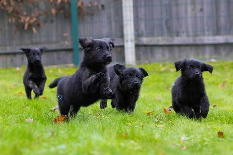 blindengeleidehonden registreren nest van 16 puppy's