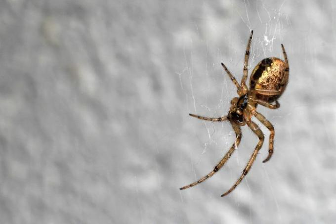 Britse spinnen - ontbrekende sectorbolwever