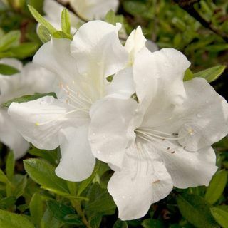 Autumn Ivory Encore Azalea