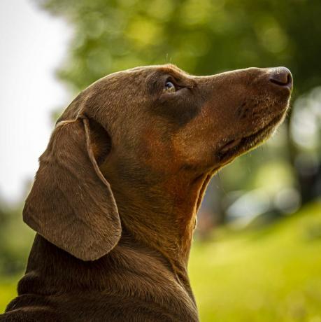 doberman hondenras