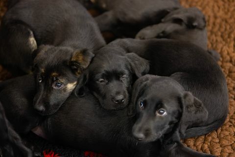 blindengeleidehonden registreren nest van 16 puppy's