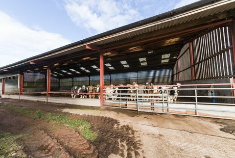 Hesket Farm - Cumbria - koeien - beste eigenschappen