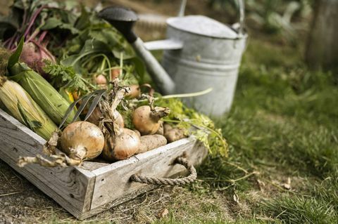 moestuin toewijzing