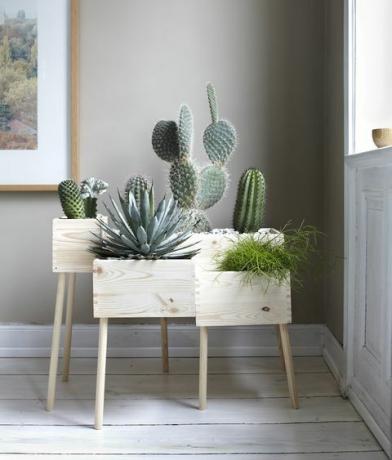 Cactus planten in de kamer