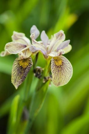 iris bloem plant