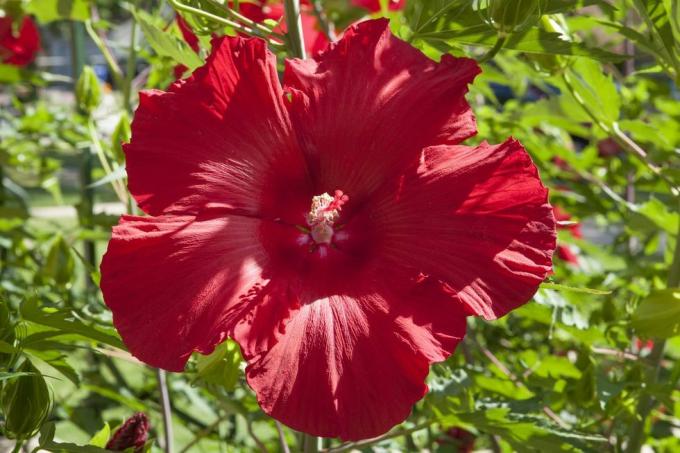 hoe winterharde hibiscus te kweken