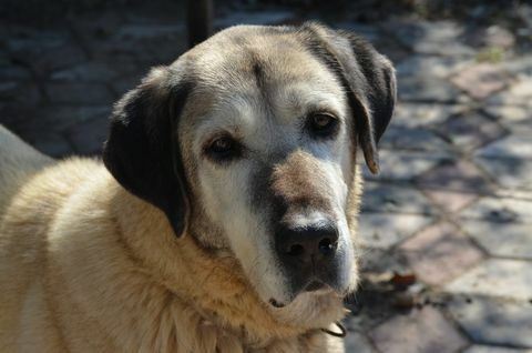 kangal hond