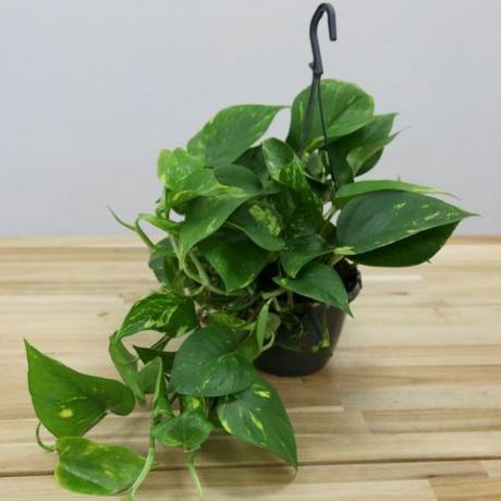 kamerplanten voor binnen: Epipremnum aureum