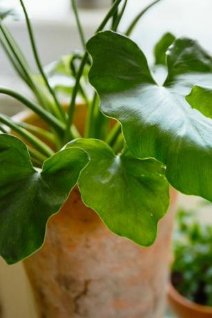 populaire kamerplanten groene bladeren van philodendron shangri la