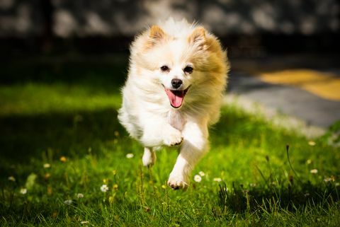 witte pomeranian hond die op het veld loopt