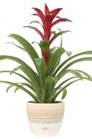 Bromelia Guzmania