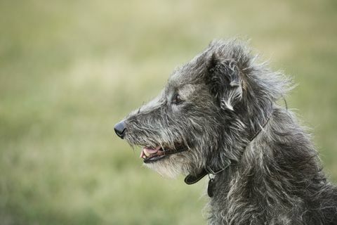 close up van Schotse deerhound zittend in een veld