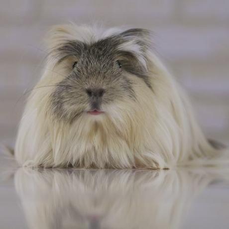 mooie grappige cavia ras coronet cavy