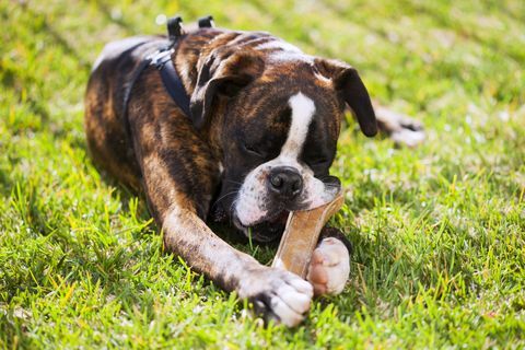 bokserhond die op het gras ligt en op zijn bot kauwt