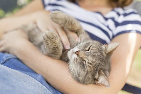 Cyperse kat in de armen van de vrouw