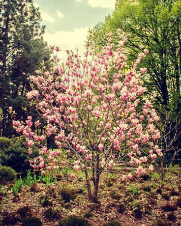 achtergrond van bloeiende magnolia's bloemen selectieve focus