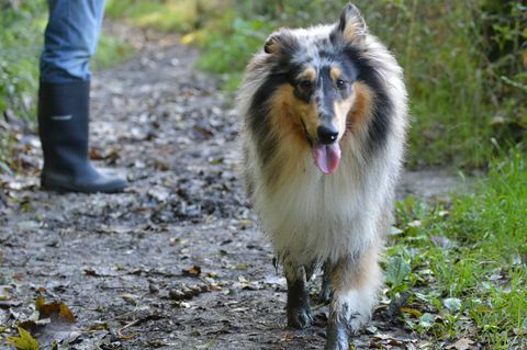 Ruwe collie met modderige poten op gang