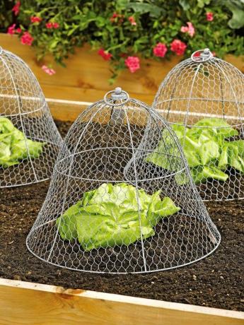 Kippengaas Cloche Plantbeschermer en hoes 