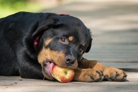 kunnen honden fruitgroenten eten