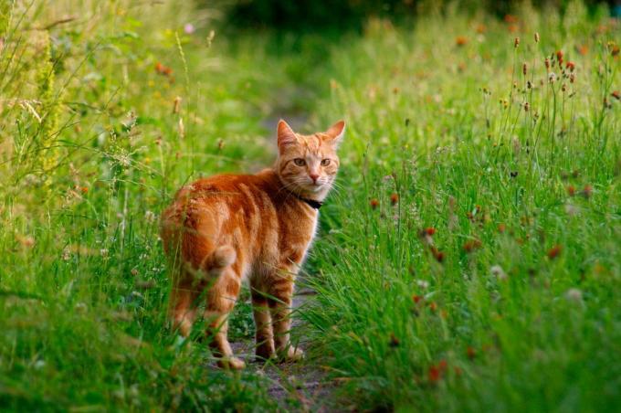 gouden kat