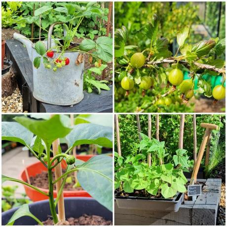 wat te doen in de tuin in mei groenten en fruit