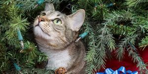 hoe-katten-uit-de-kerstboom-houden