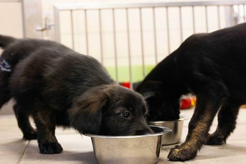 blindengeleidehonden registreren nest van 16 puppy's