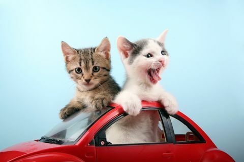 twee schattige kittens die met de auto reizen