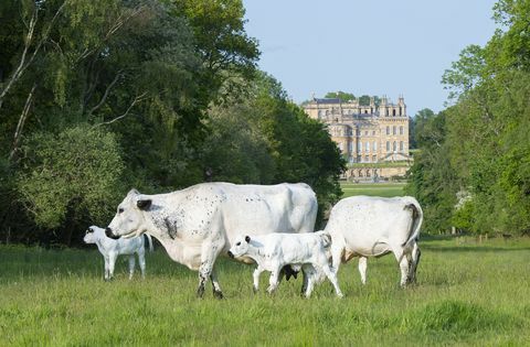 landgoed blenheim zoekt een herder