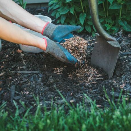 man vult een gat met dennennaaldmulch, klaar om een ​​nieuwe plant in zijn tuin te planten