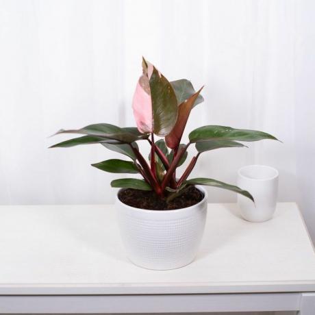 Pink Princess Philodendron, 6-inch pot