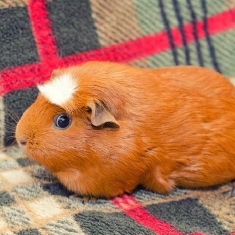 cavia met witte kuif zittend op een bank in retrostijl