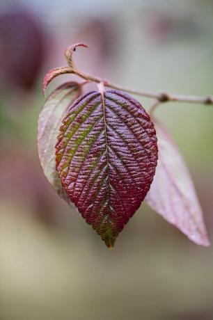 herfst bloemen tuin