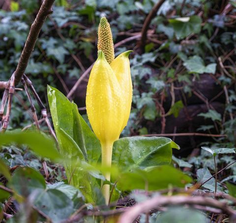 aronskelk bloemen, moeraskool, gele aronskelk bloemen