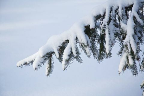 Kerstboom buiten in de sneeuw