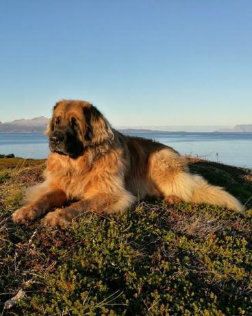 leonberger rust op het strand tegen heldere hemel