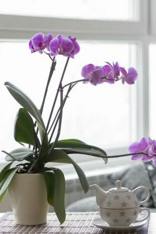 close-up van een lege woonkamer met een paarse orchidee