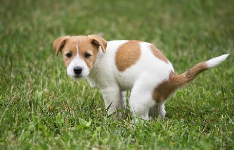 hond puppy doet zijn toilet