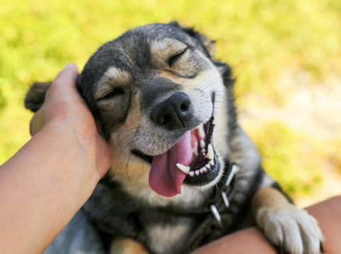 schattige hond legde zijn gezicht op zijn knieën naar de man en glimlachte uit de handen die aan haar oor krabden