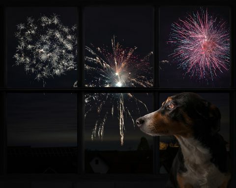 hond kijkt uit het raam en kijkt naar het vuurwerk