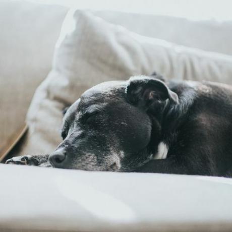 tekenen dat uw hond mogelijk artritis heeft