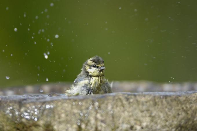 pimpelmees parus caeruleus, badend in de tuin vogelbad co durham juli