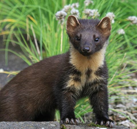 Pine Marten