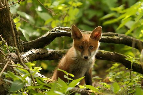 Vossenwelp in het bos kijkt in de camera terwijl hij onder een tak komt