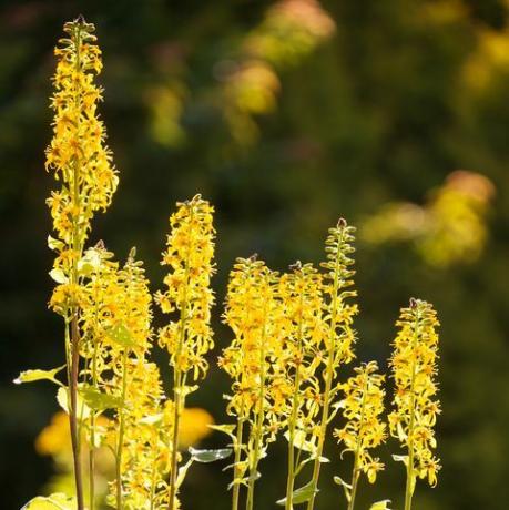 Ligularia (luipaardplant)