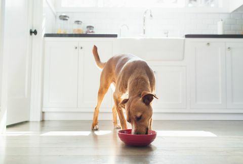 vooraanzicht van een geelbruine hond in de keuken die uit een rode kom eet