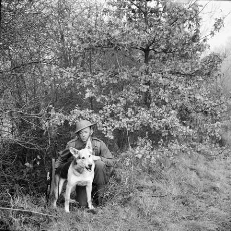 honden tweede wereldoorlog ve dag