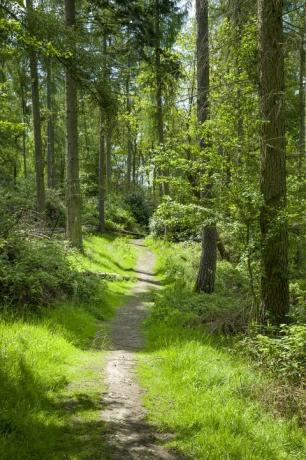 bospad in chilterns, uk