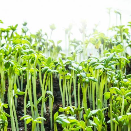 frisgroene kleine tuinkers die uit de grond groeien