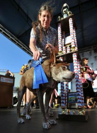 Quasi Modo, 's werelds lelijkste hond, met trofee en lint